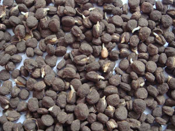 <a href='http://www.njszjj.com/yaocaizhongzi/2364.html' target='_blank'>人參種子</a>發(fā)芽出苗圖片