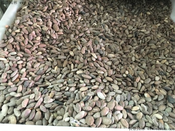 <a href='http://www.njszjj.com/yaocaizhongzi/2352.html' target='_blank'>瓜蔞種子</a>圖片