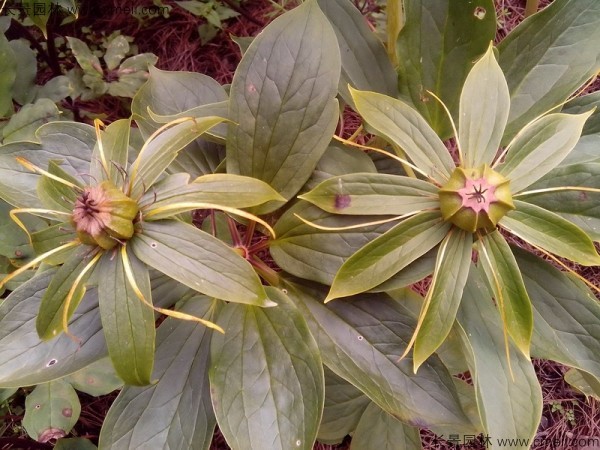 獨(dú)角蓮<a href='http://www.njszjj.com/' target='_blank'>種子</a>發(fā)芽出苗圖片