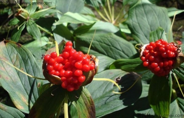 <a href='http://www.njszjj.com/yaocaizhongzi/2348.html' target='_blank'>獨(dú)角蓮種子</a>發(fā)芽出苗圖片