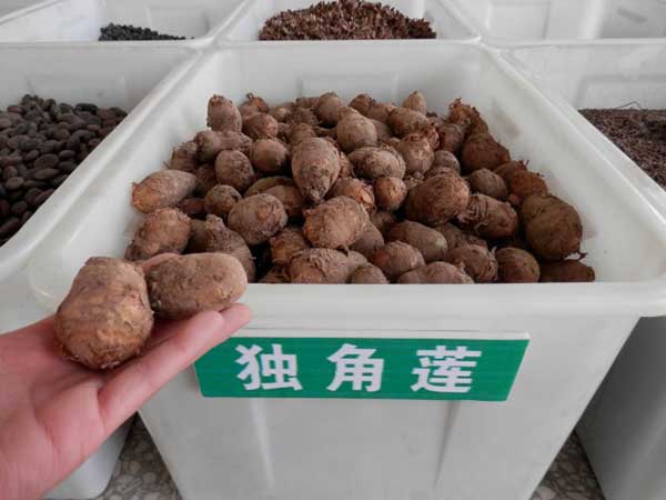 <a href='http://www.njszjj.com/yaocaizhongzi/2348.html' target='_blank'>獨(dú)角蓮</a>種球種根圖片