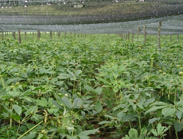 獨(dú)角蓮<a href='http://www.njszjj.com/' target='_blank'>種子</a>發(fā)芽出苗圖片