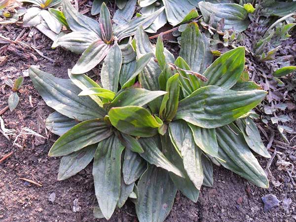 <a href='http://www.njszjj.com/yaocaizhongzi/2312.html' target='_blank'>豬耳草種子</a>發(fā)芽出苗圖片