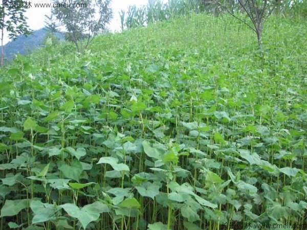 <a href='http://www.njszjj.com/yaocaizhongzi/2311.html' target='_blank'>蕎麥</a><a href='http://www.njszjj.com/' target='_blank'>種子</a>發(fā)芽出苗圖片
