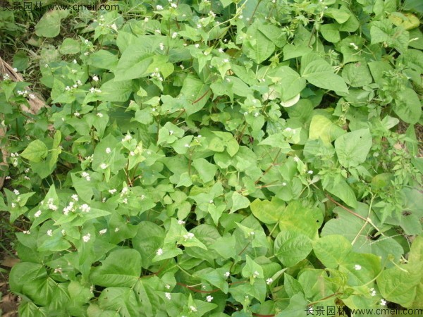 <a href='http://www.njszjj.com/yaocaizhongzi/2311.html' target='_blank'>蕎麥種子</a>發(fā)芽出苗圖片