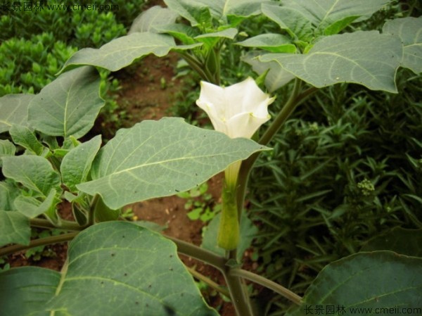 曼陀羅<a href='http://www.njszjj.com/' target='_blank'>種子</a>發(fā)芽出苗開花圖片