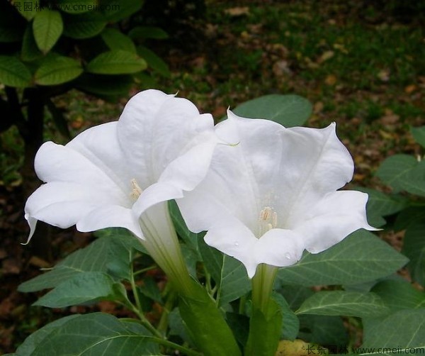 <a href='http://www.njszjj.com/yaocaizhongzi/2309.html' target='_blank'>曼陀羅種子</a>發(fā)芽出苗開花圖片