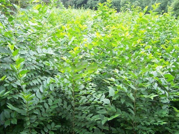 沙樸<a href='http://www.njszjj.com/' target='_blank'>種子</a>發(fā)芽出苗圖片