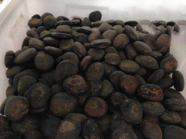 <a href='http://www.njszjj.com/linmuzhongzi/2267.html' target='_blank'>平安豆種子</a>圖片