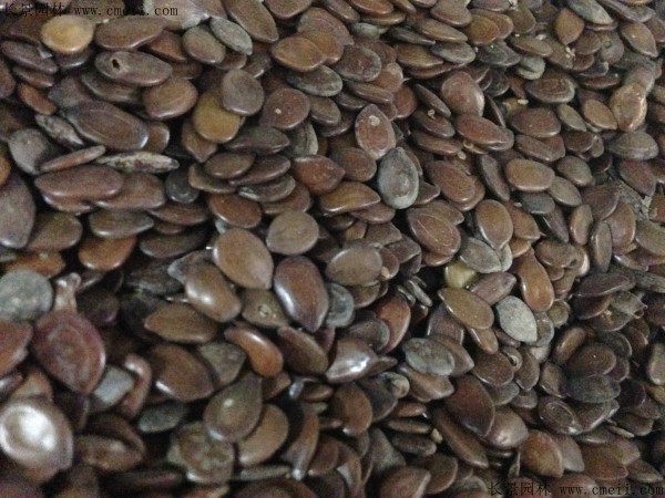 <a href='http://www.njszjj.com/linmuzhongzi/2253.html' target='_blank'>銀合歡種子</a>圖片