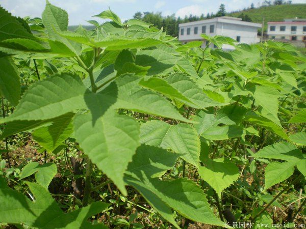 構(gòu)樹<a href='http://www.njszjj.com/' target='_blank'>種子</a>發(fā)芽出苗圖片