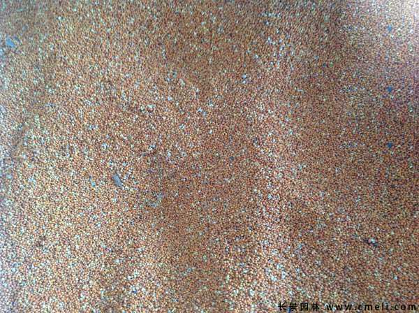 <a href='http://www.njszjj.com/linmuzhongzi/2236.html' target='_blank'>楮實子</a>圖片