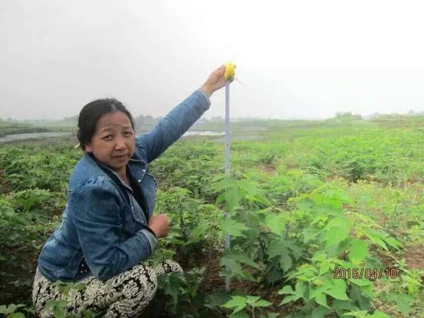 <a href='http://www.njszjj.com/linmuzhongzi/1714.html' target='_blank'>構(gòu)樹種子</a>發(fā)芽出苗圖片