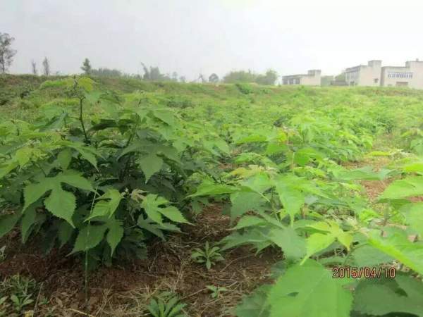 <a href='http://www.njszjj.com/linmuzhongzi/1714.html' target='_blank'>構(gòu)樹種子</a>發(fā)芽出苗圖片