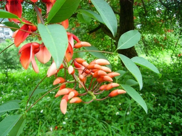<a href='http://www.njszjj.com/linmuzhongzi/2202.html' target='_blank'>雞冠刺桐種子</a>發(fā)芽出苗開花圖片