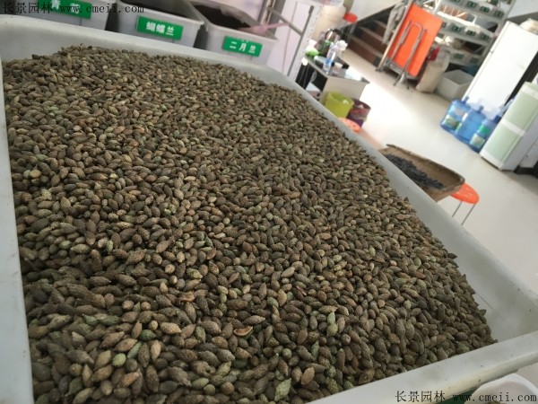 <a href='http://www.njszjj.com/linmuzhongzi/2202.html' target='_blank'>雞冠刺桐種子</a>圖片