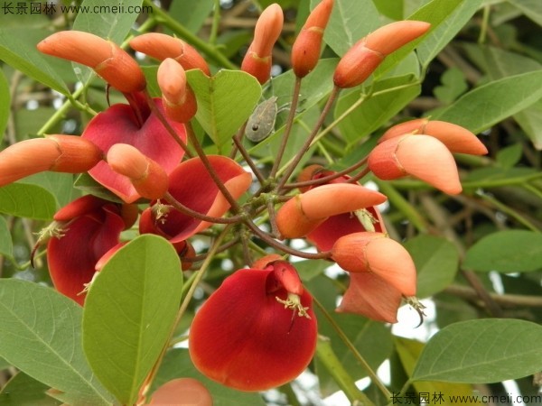 雞冠<a href='http://www.njszjj.com/linmuzhongzi/2227.html' target='_blank'>刺桐種子</a>發(fā)芽出苗開花圖片