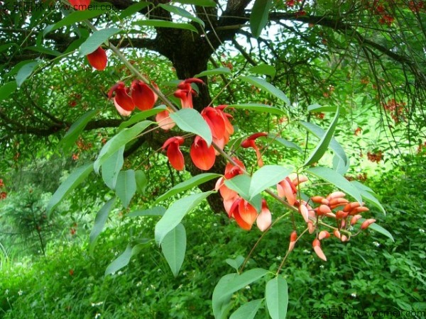 雞冠<a href='http://www.njszjj.com/linmuzhongzi/2227.html' target='_blank'>刺桐種子</a>發(fā)芽出苗開花圖片