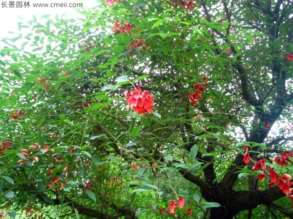 <a href='http://www.njszjj.com/linmuzhongzi/2202.html' target='_blank'>雞冠刺桐種子</a>發(fā)芽出苗開花圖片