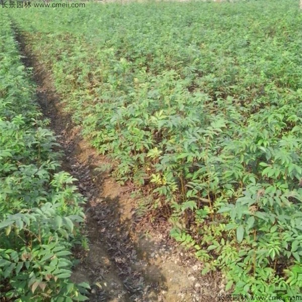 金錢柳<a href='http://www.njszjj.com/' target='_blank'>種子</a>發(fā)芽出苗圖片