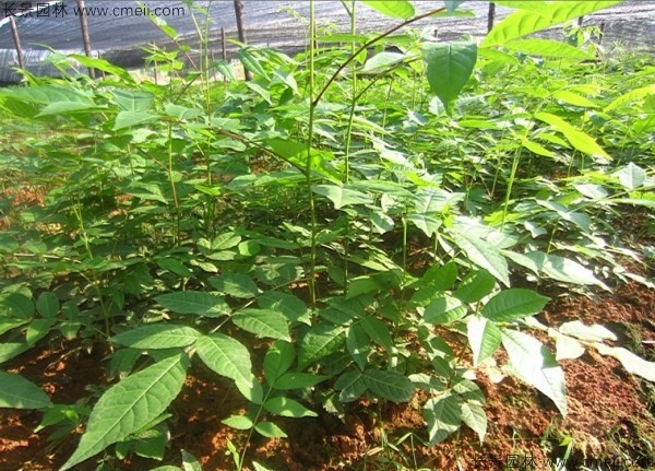 <a href='http://www.njszjj.com/linmuzhongzi/2201.html' target='_blank'>金錢柳種子</a>發(fā)芽出苗圖片