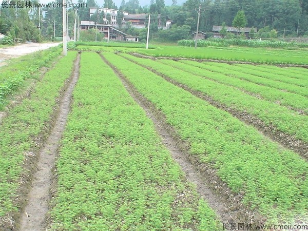 <a href='http://www.njszjj.com/linmuzhongzi/1823.html' target='_blank'>池杉</a><a href='http://www.njszjj.com/' target='_blank'>種子</a>發(fā)芽出苗圖片