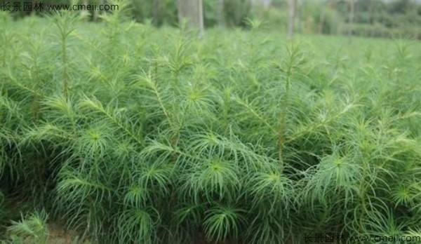<a href='http://www.njszjj.com/linmuzhongzi/1823.html' target='_blank'>池杉種子</a>發(fā)芽出苗圖片