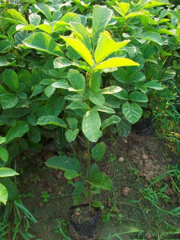 <a href='http://www.njszjj.com/linmuzhongzi/1796.html' target='_blank'>紅花風鈴木種子</a>發(fā)芽出苗圖片
