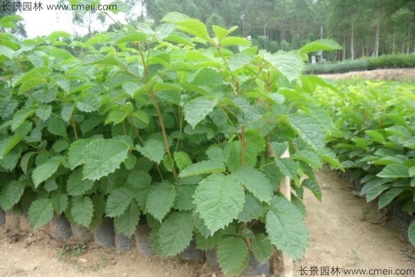 <a href='http://www.njszjj.com/yaocaizhongzi/2335.html' target='_blank'>紅花</a>風鈴木<a href='http://www.njszjj.com/' target='_blank'>種子</a>發(fā)芽出苗圖片