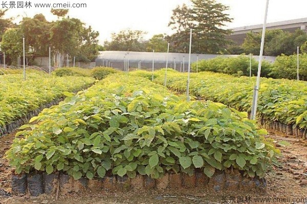 <a href='http://www.njszjj.com/yaocaizhongzi/2335.html' target='_blank'>紅花</a>風鈴木種子發(fā)芽出苗圖片