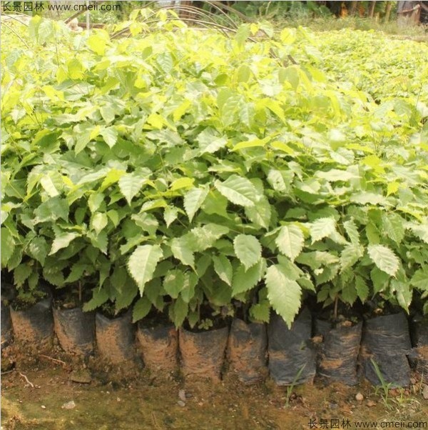<a href='http://www.njszjj.com/linmuzhongzi/1796.html' target='_blank'>紅花風鈴木</a><a href='http://www.njszjj.com/' target='_blank'>種子</a>發(fā)芽出苗圖片