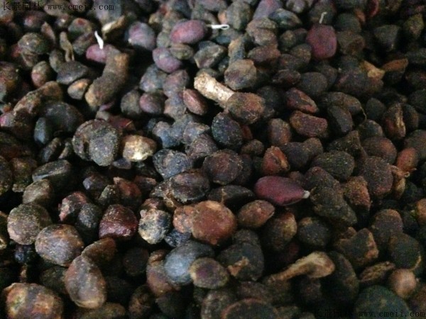 <a href='http://www.njszjj.com/linmuzhongzi/1791.html' target='_blank'>紅花玉蘭種子</a>圖片