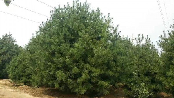 <a href='http://www.njszjj.com/linmuzhongzi/1789.html' target='_blank'>白皮松</a>樹苗圖片
