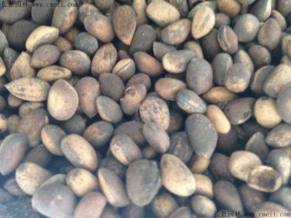 <a href='http://www.njszjj.com/linmuzhongzi/1789.html' target='_blank'>白皮松種子</a>圖片