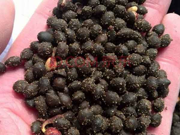 <a href='http://www.njszjj.com/linmuzhongzi/1724.html' target='_blank'>紅豆杉</a><a href='http://www.njszjj.com/' target='_blank'>種子</a>圖片