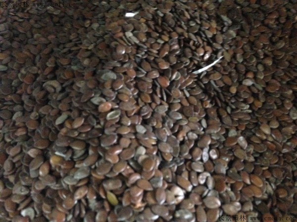 <a href='http://www.njszjj.com/linmuzhongzi/1718.html' target='_blank'>合歡種子</a>圖片