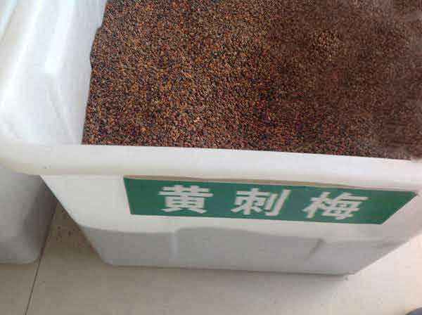 <a href='http://www.njszjj.com/linmuzhongzi/1709.html' target='_blank'>黃刺玫種子</a>圖片