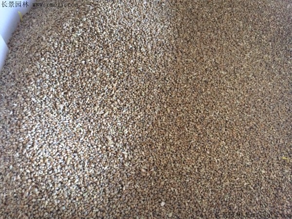 <a href='http://www.njszjj.com/mucaozhongzi/1690.html' target='_blank'>提木西草種子</a>圖片
