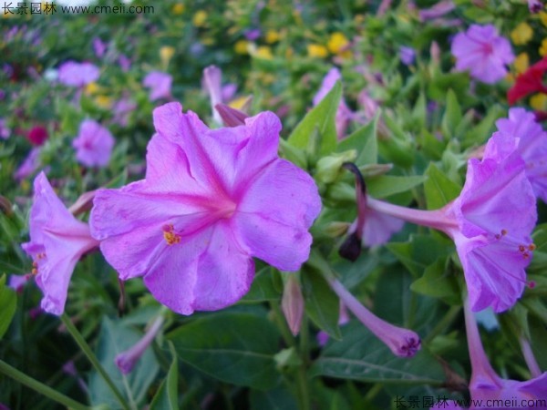 <a href='http://www.njszjj.com/caohuazhongzi/1648.html' target='_blank'>野茉莉種子</a>發(fā)芽出苗開花圖片