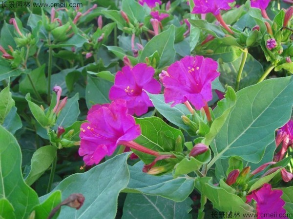 <a href='http://www.njszjj.com/caohuazhongzi/1648.html' target='_blank'>野茉莉</a><a href='http://www.njszjj.com/' target='_blank'>種子</a>發(fā)芽出苗開花圖片