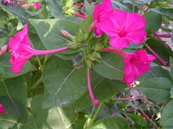 野茉莉<a href='http://www.njszjj.com/' target='_blank'>種子</a>發(fā)芽出苗開花圖片