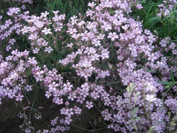 <a href='http://www.njszjj.com/caohuazhongzi/1636.html' target='_blank'>霞草種子</a>發(fā)芽出苗開花圖片