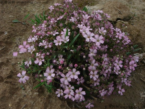 霞草<a href='http://www.njszjj.com/' target='_blank'>種子</a>發(fā)芽出苗開花圖片