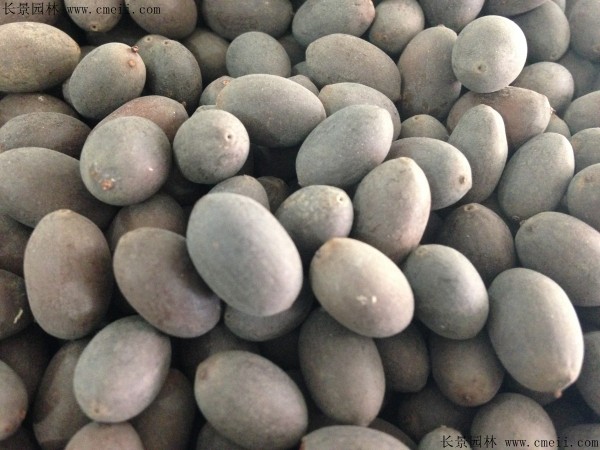 <a href='http://www.njszjj.com/caohuazhongzi/1630.html' target='_blank'>碗蓮種子</a>圖片