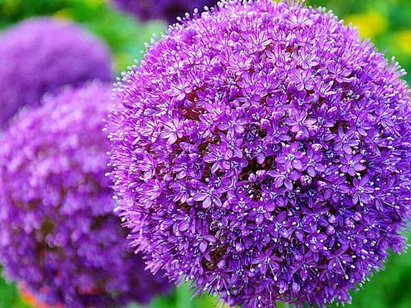 <a href='http://www.njszjj.com/caohuazhongzi/1617.html' target='_blank'>大絨球種子</a>發(fā)芽出苗開花圖片