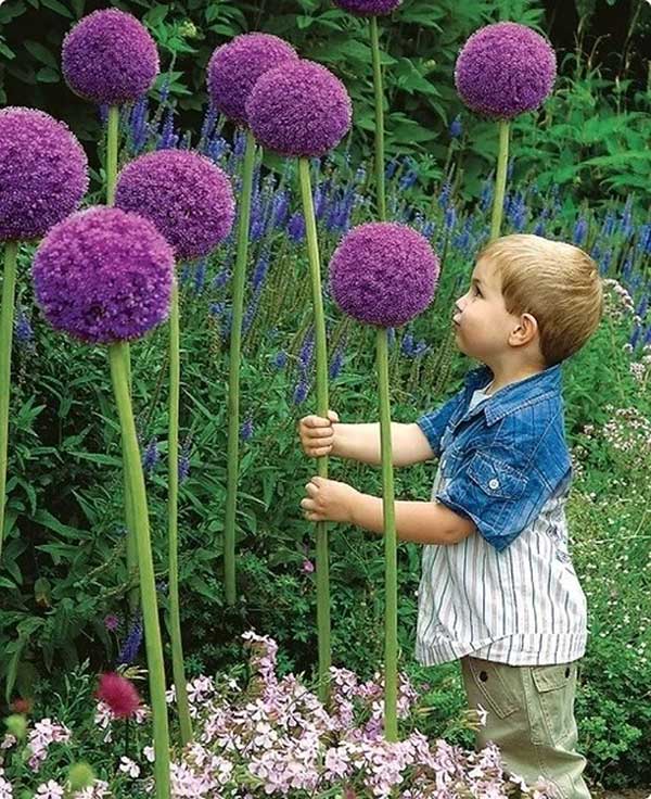 <a href='http://www.njszjj.com/caohuazhongzi/1617.html' target='_blank'>大絨球種子</a>發(fā)芽出苗開花圖片