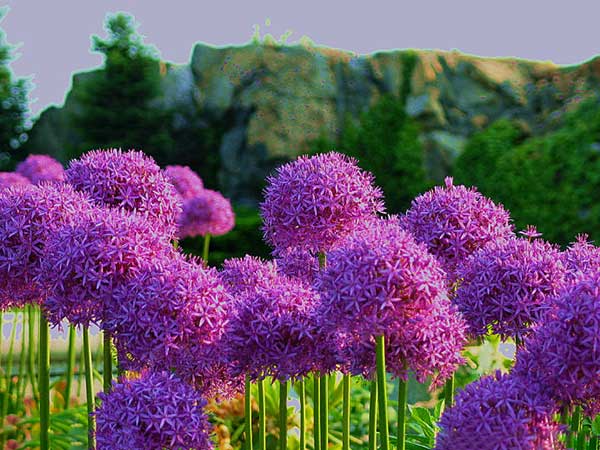 大絨球<a href='http://www.njszjj.com/' target='_blank'>種子</a>發(fā)芽出苗開花圖片