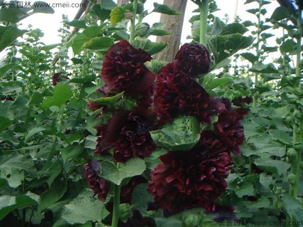 <a href='http://www.njszjj.com/caohuazhongzi/1593.html' target='_blank'>馬絡(luò)葵種子</a>發(fā)芽出苗開花圖片