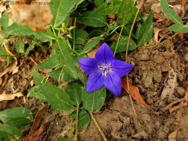 <a href='http://www.njszjj.com/caohuazhongzi/1573.html' target='_blank'>桔梗種子</a>發(fā)芽出苗圖片