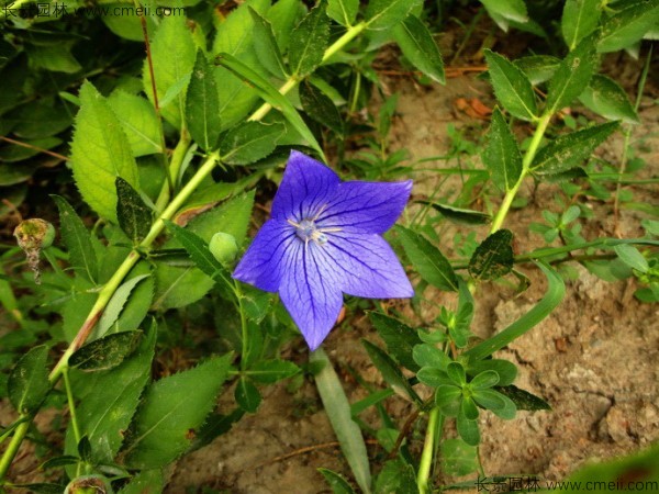 <a href='http://www.njszjj.com/caohuazhongzi/1573.html' target='_blank'>桔梗種子</a>發(fā)芽出苗圖片